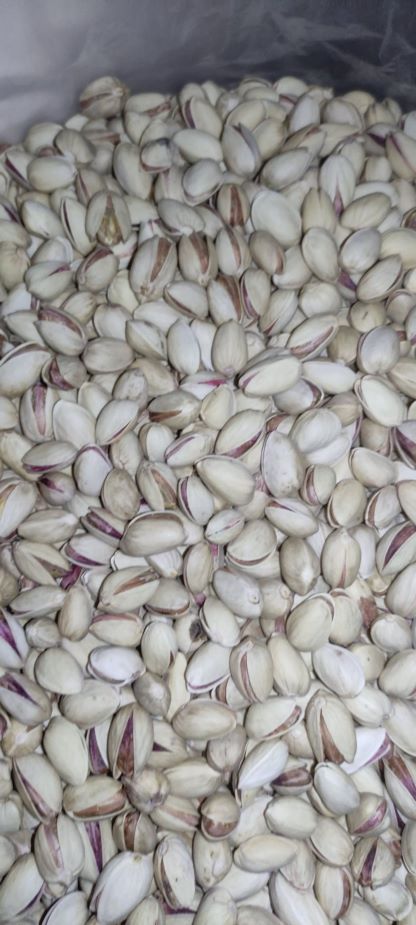 پسته زرآوند